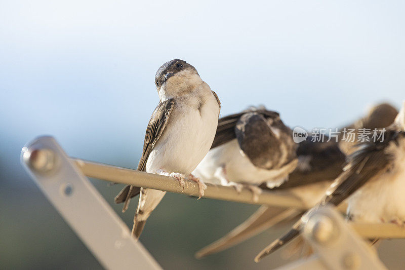 谷仓燕子(Hirundo rustica)在我的窗口靠近。躺在我的衣架上